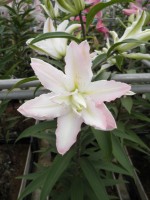 [1795 MissLucy No01.JPG]